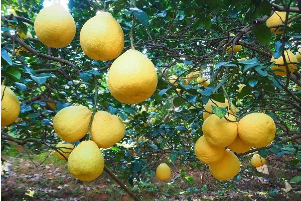 北方能種柚子嗎