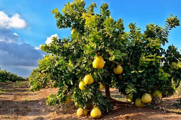 北方能種柚子嗎