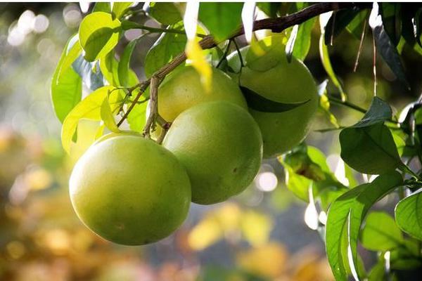 北方能種柚子嗎