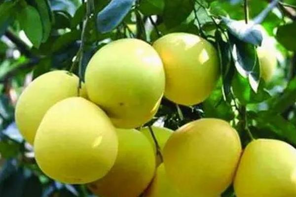 北方能種柚子嗎