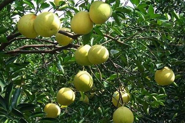 北方能種柚子嗎