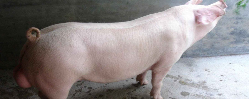 種公豬什么品種好