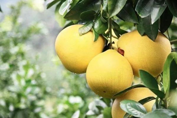 柚子種植時間