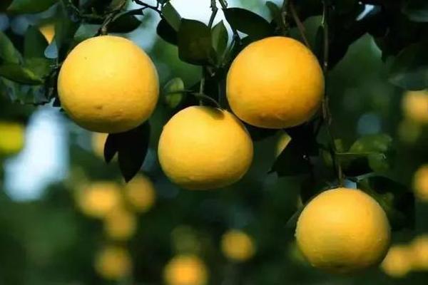 柚子種植時間