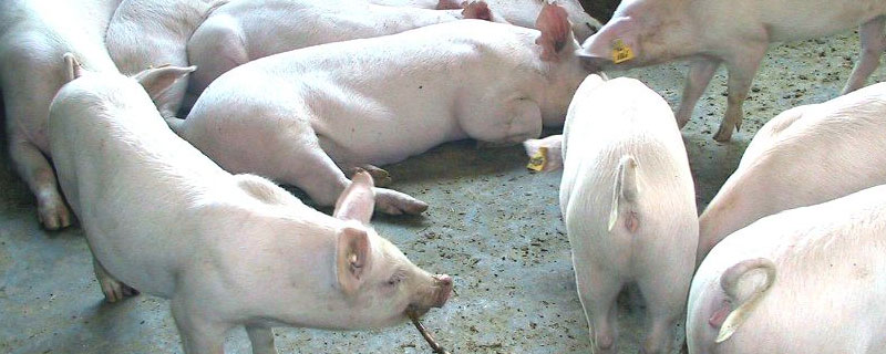 公豬為什么要閹