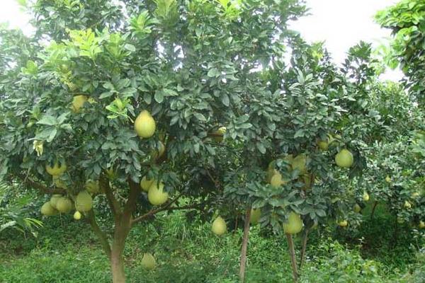 種柚子怎樣才能結(jié)果