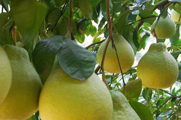 種柚子怎樣才能結(jié)果