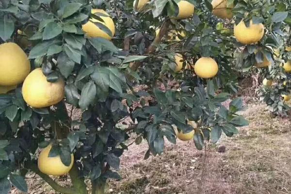 種柚子怎樣才能結(jié)果