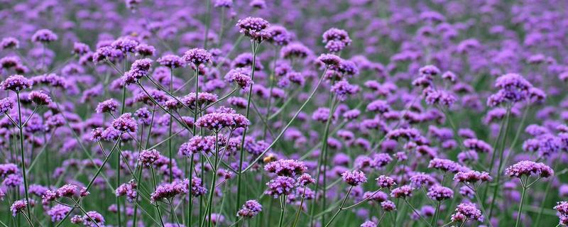 柳葉馬鞭草種子價格多少錢一斤