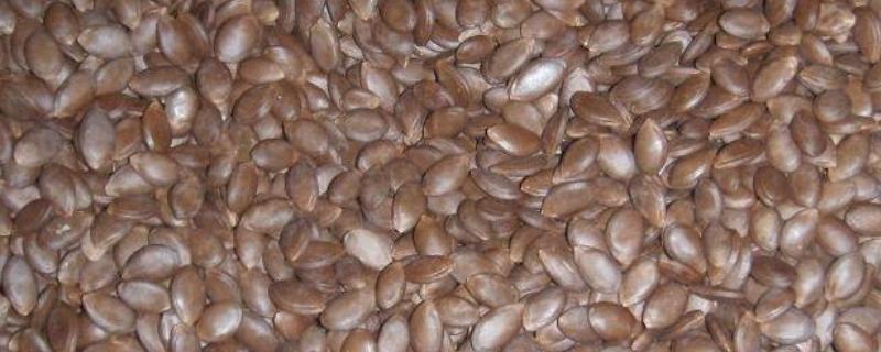 天花粉種子價格多少錢一斤