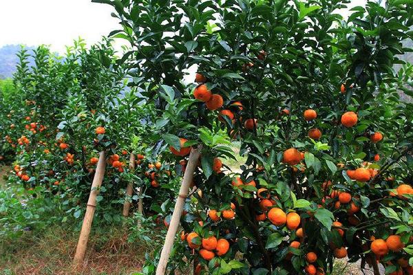 砂糖桔上市時間