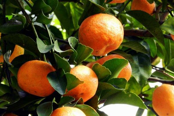 砂糖桔上市時間