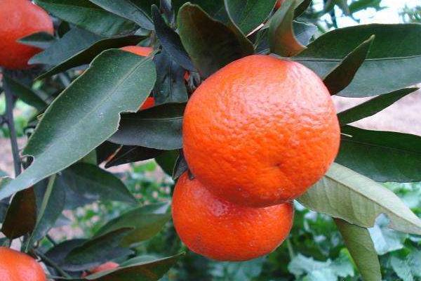 砂糖桔上市時間