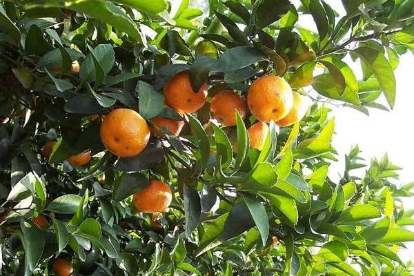 砂糖桔種植距離