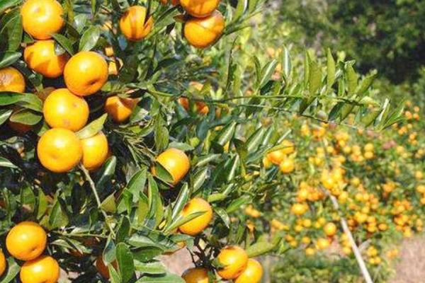 砂糖桔種植距離