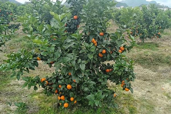 砂糖桔種植距離