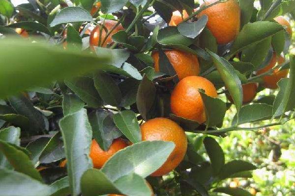 砂糖桔種植距離