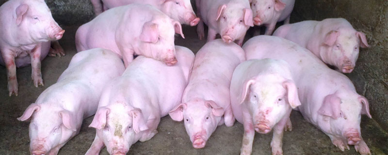 仔豬腹瀉怎么治