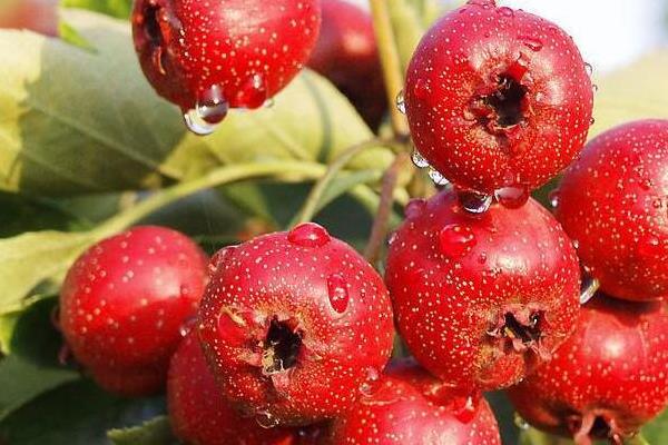 山楂的種植方法和時間