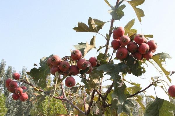 山楂的種植方法和時間