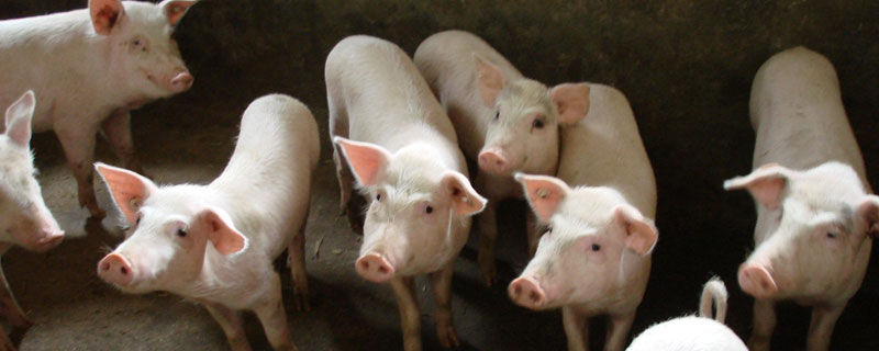 仔豬能吃青飼料嗎