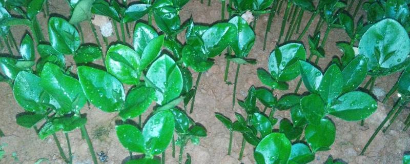 柑桔苗價格多少錢一棵