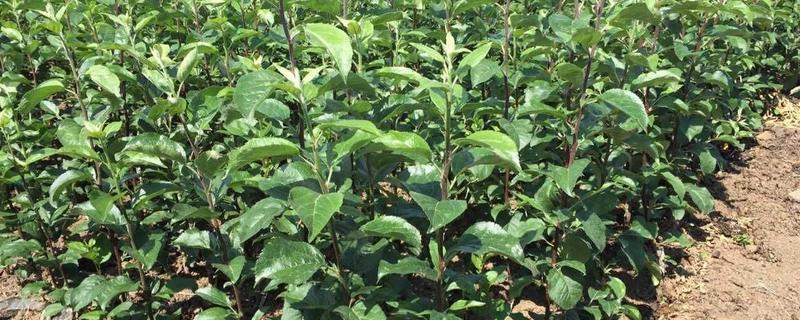 蘋果樹苗價格多少錢一棵