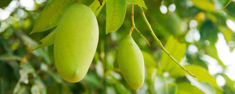 青芒果價格多少錢一斤