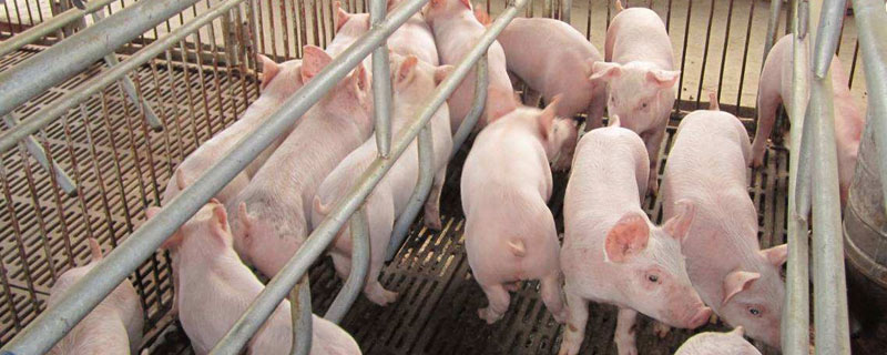 仔豬紅痢病防治方法