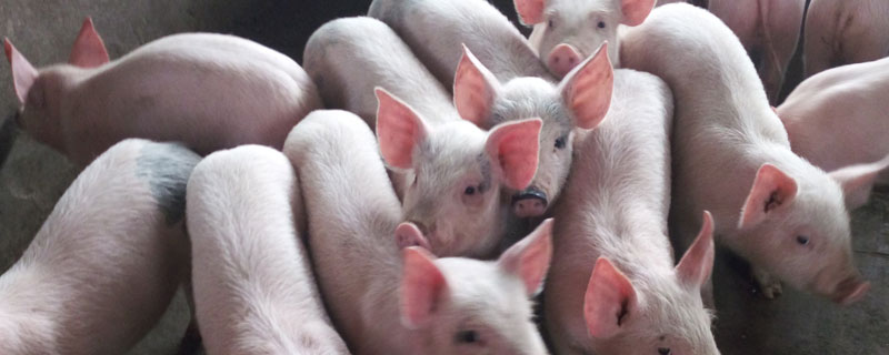 仔豬黃白痢怎么治