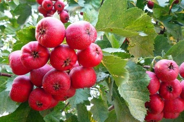 山楂的種類