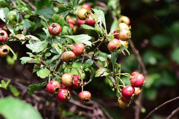 山楂的種類