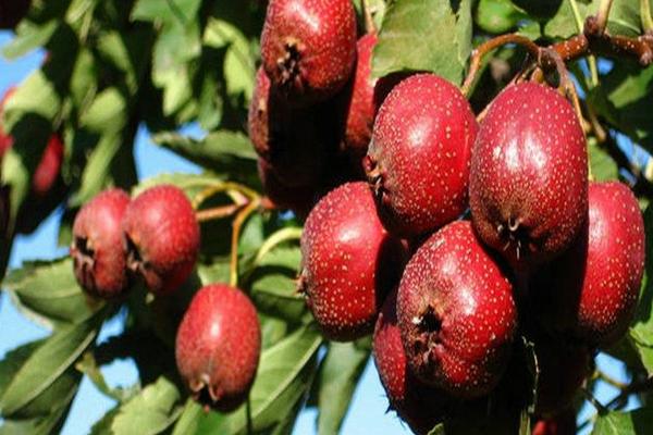 山楂的種類
