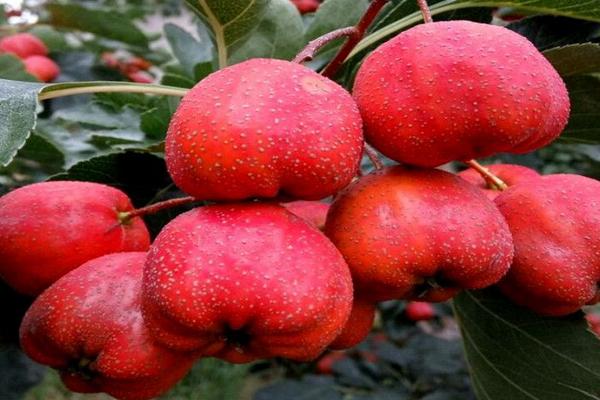 山楂的種類
