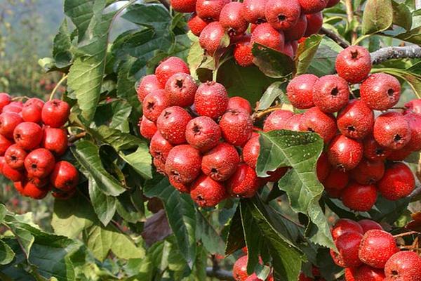 山楂的種類