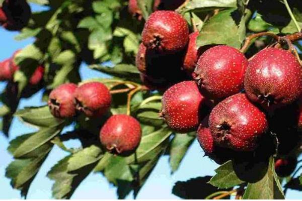 山楂的種類