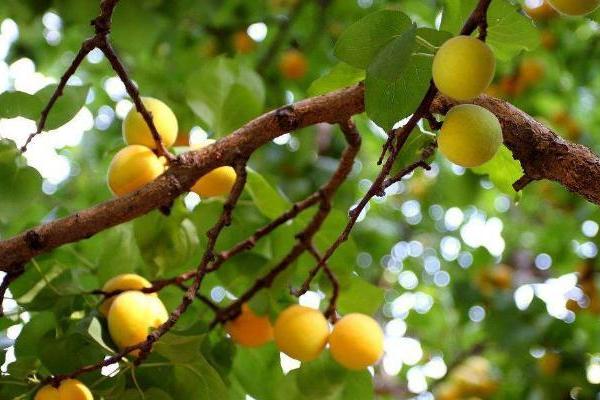 杏樹什么時候剪枝最好