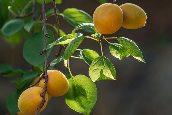 杏樹什么時候剪枝最好