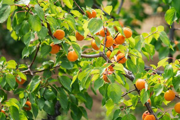 杏樹什么時候剪枝最好