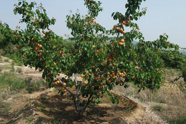 杏樹什么時候剪枝最好