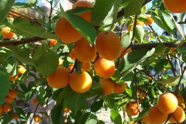 杏樹特點