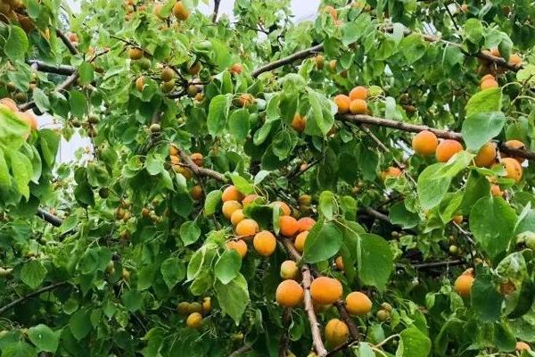 杏樹特點
