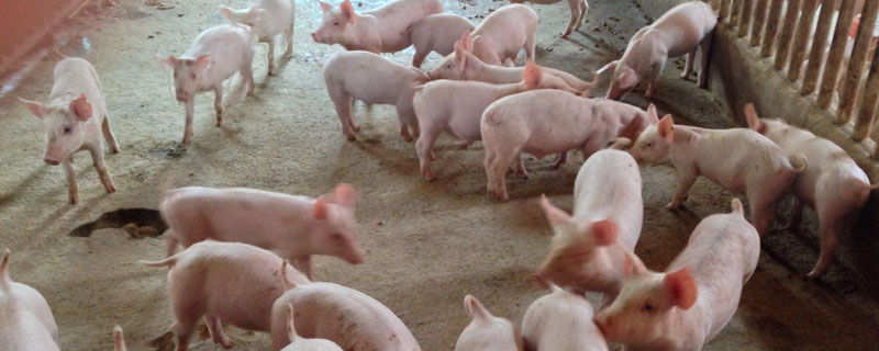 毛豬是什么意思