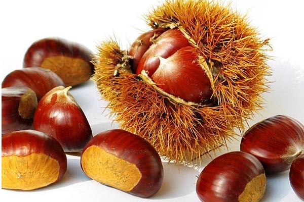 板栗種子是什么