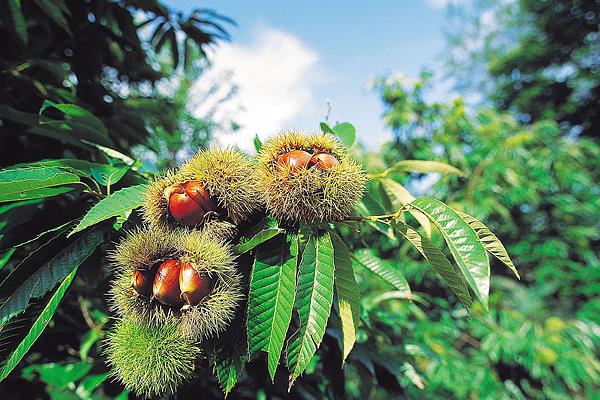 板栗種子是什么