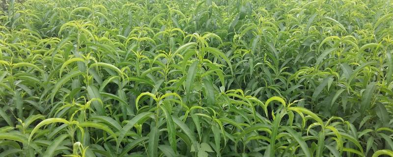 桃樹苗價格多少錢一棵