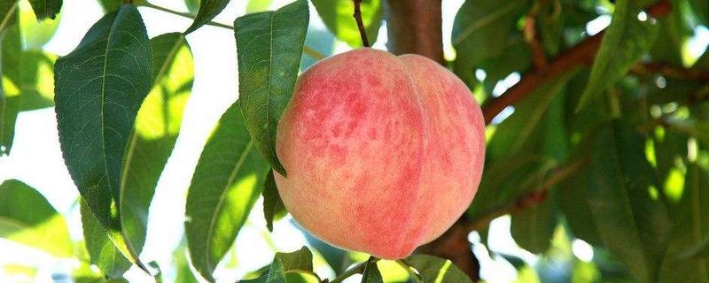 桃子價格多少錢一斤