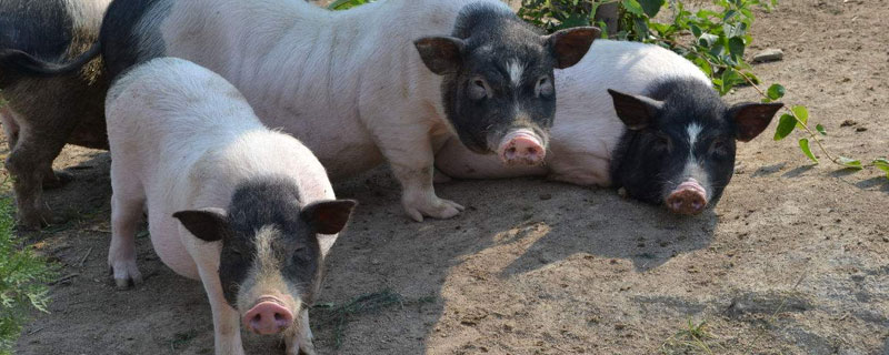 毛豬價格多少錢一斤