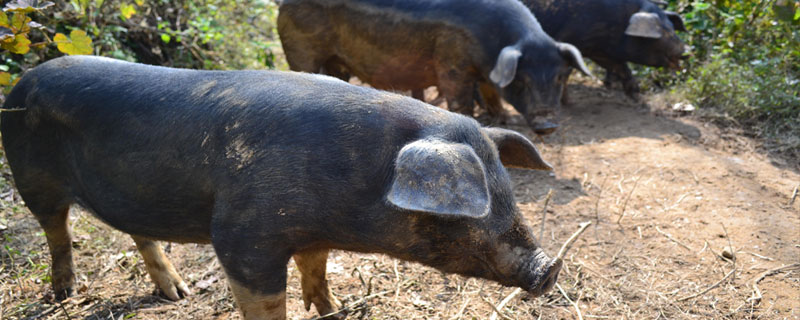 什么是黑毛豬