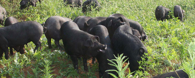 為什么黑毛豬很貴